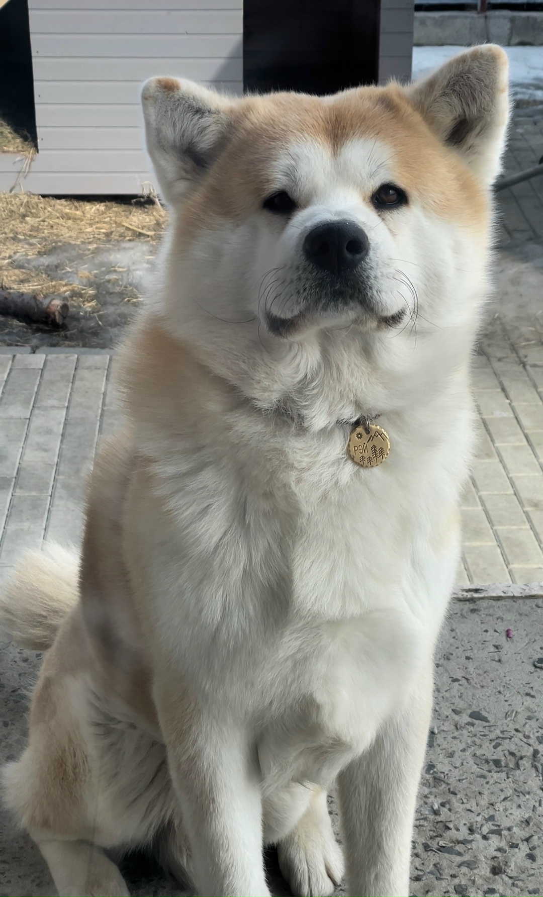 Пропала собака в Старом Осколе — фото объявления