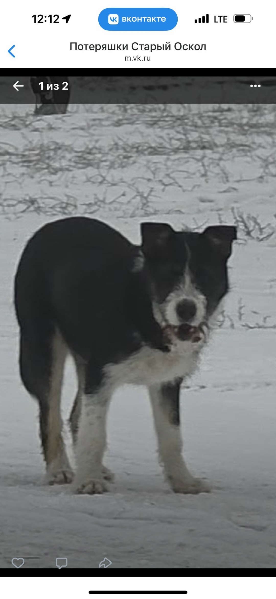 Пропала собака в Старом Осколе — фото объявления