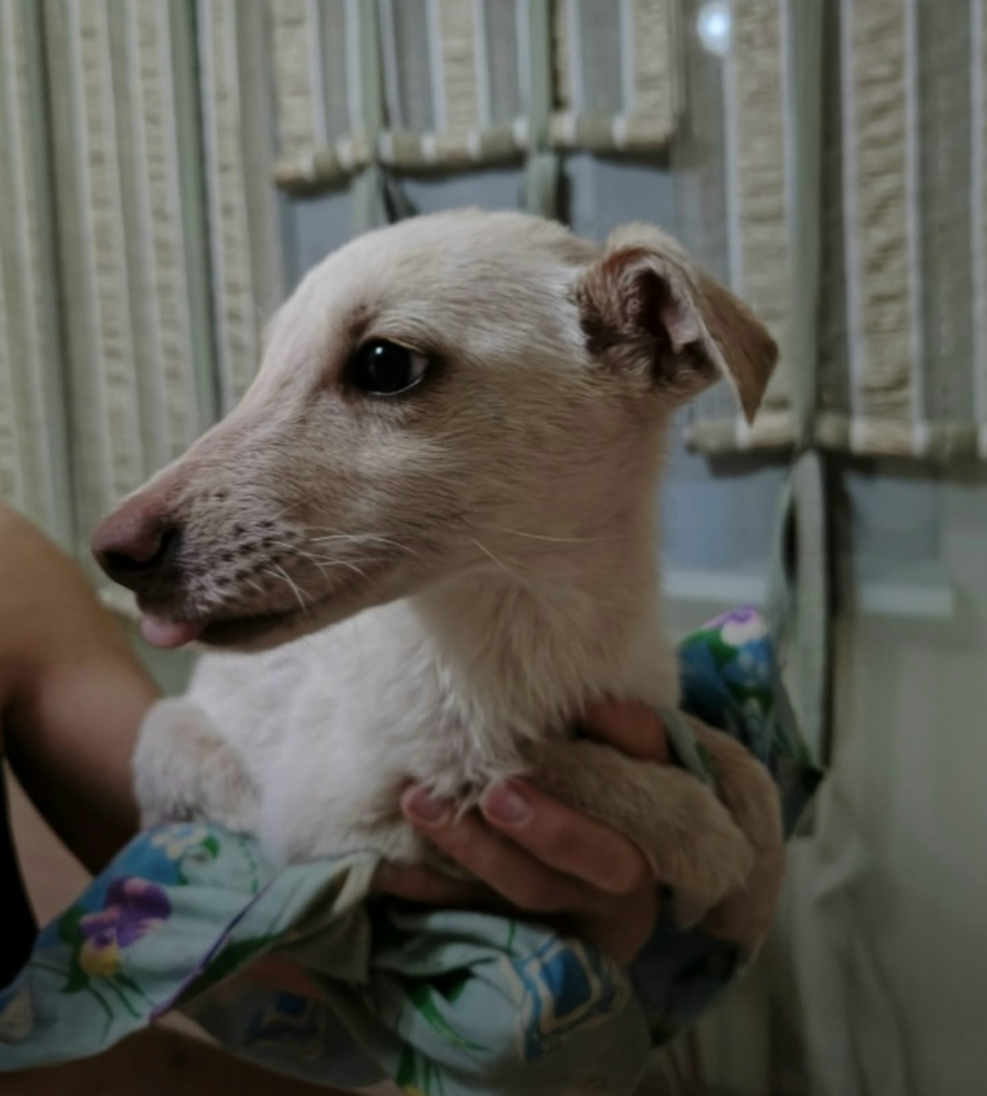 Найдена собака в Старом Осколе — фото объявления