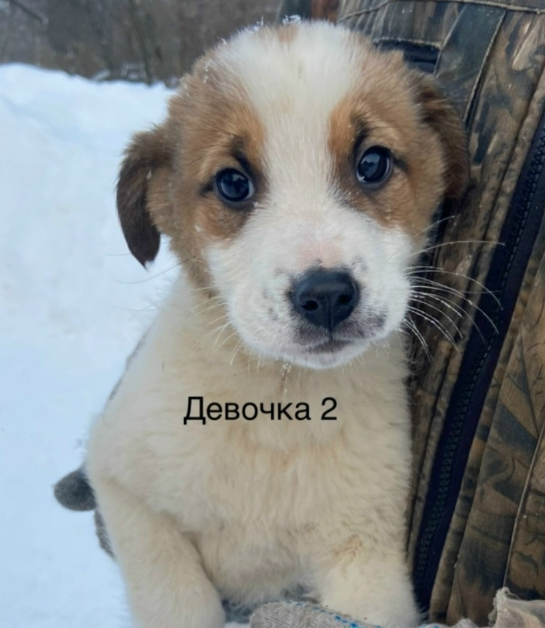 Найдена собака в Старом Осколе — фото объявления