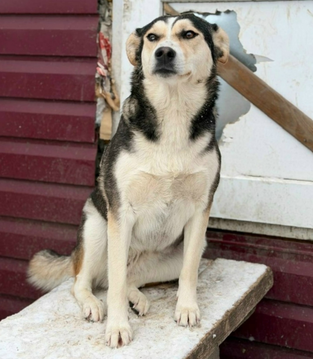 Найдена собака в Старом Осколе — фото объявления