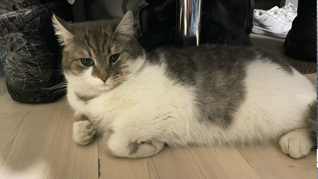 Найдена кошка в Старом Осколе — фото объявления