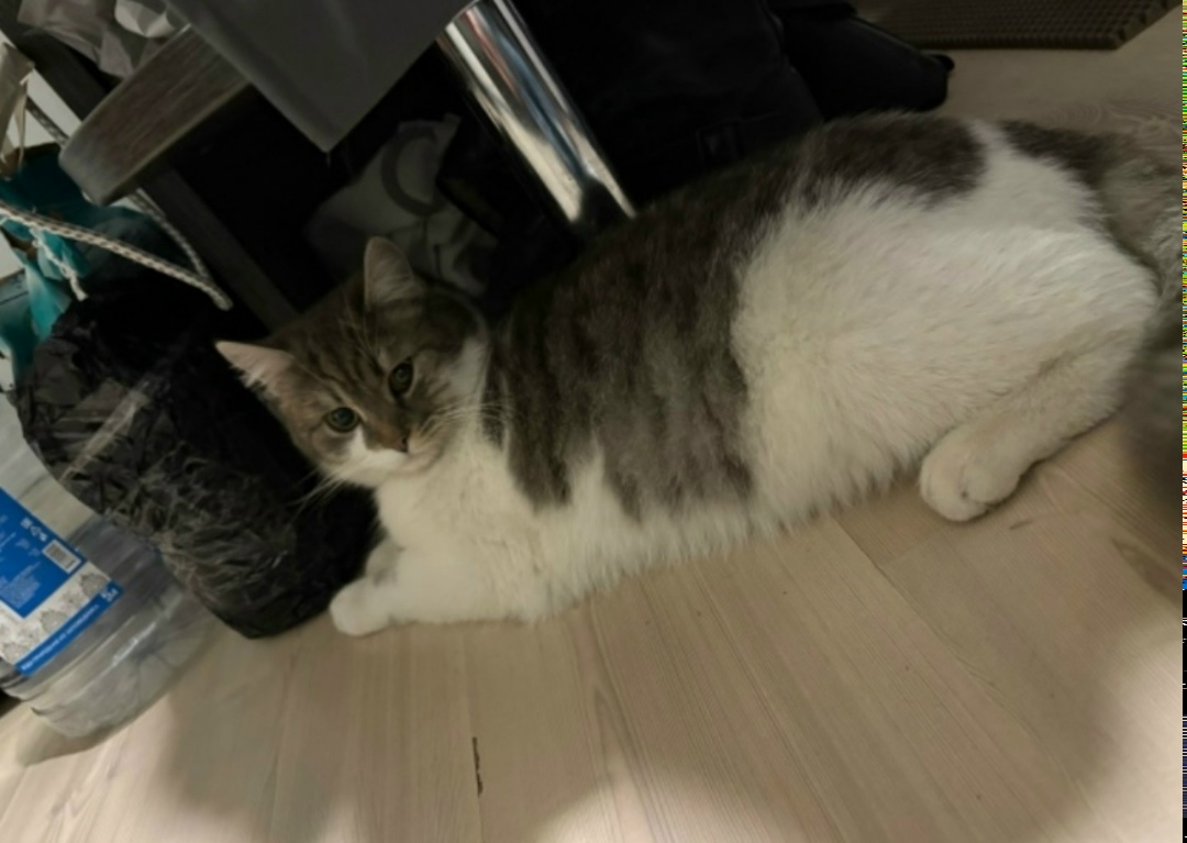 Найдена кошка в Старом Осколе — фото объявления