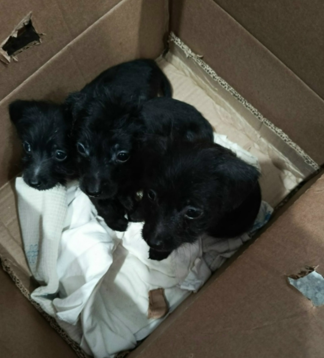 Найдена собака в Старом Осколе — фото объявления