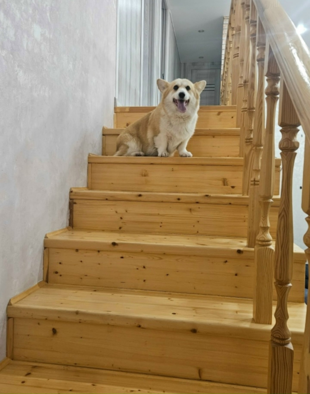 Найдена собака в Старом Осколе — фото объявления