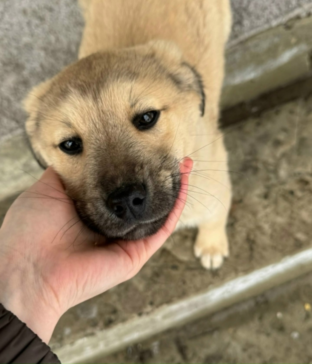 Найдена собака в Старом Осколе — фото объявления