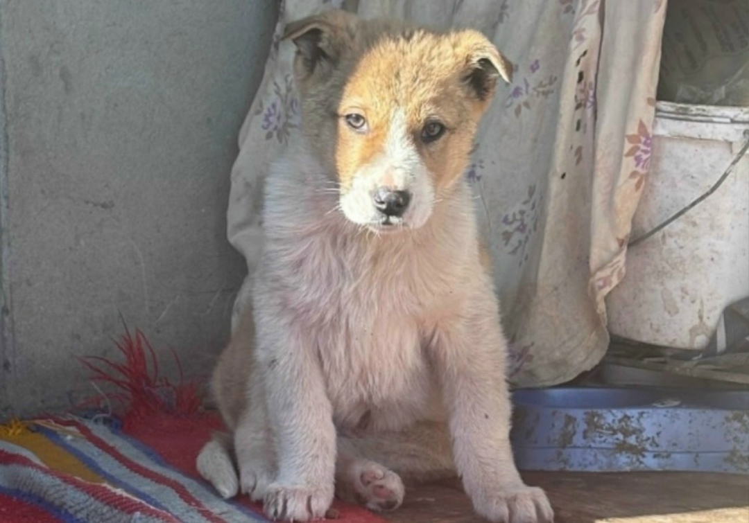 Найдена собака в Старом Осколе — фото объявления