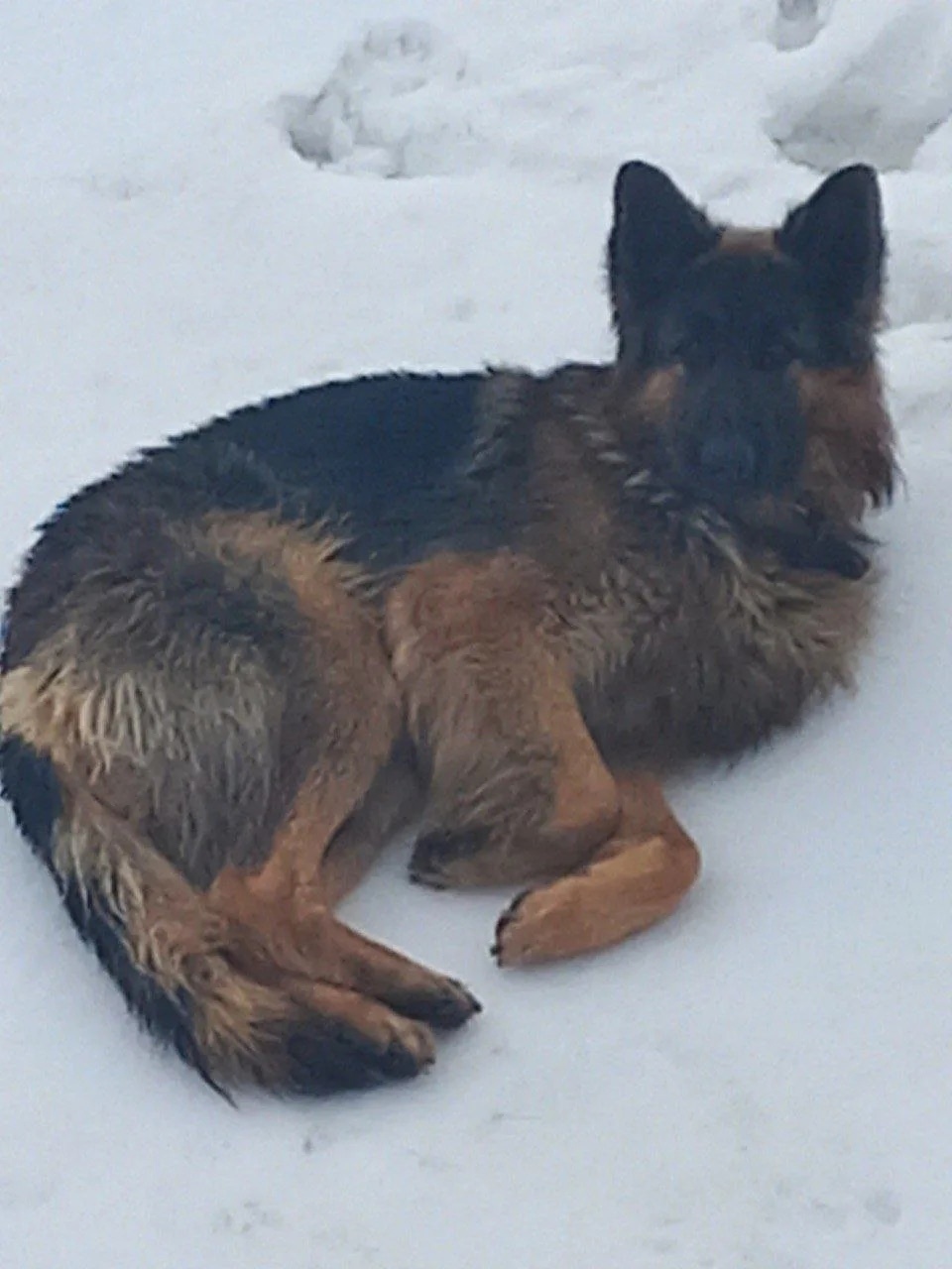 Найдена собака в Старом Осколе — фото объявления