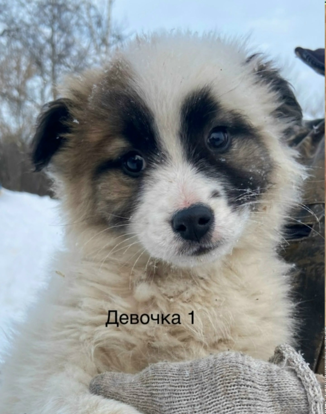 Найдена собака в Старом Осколе — фото объявления