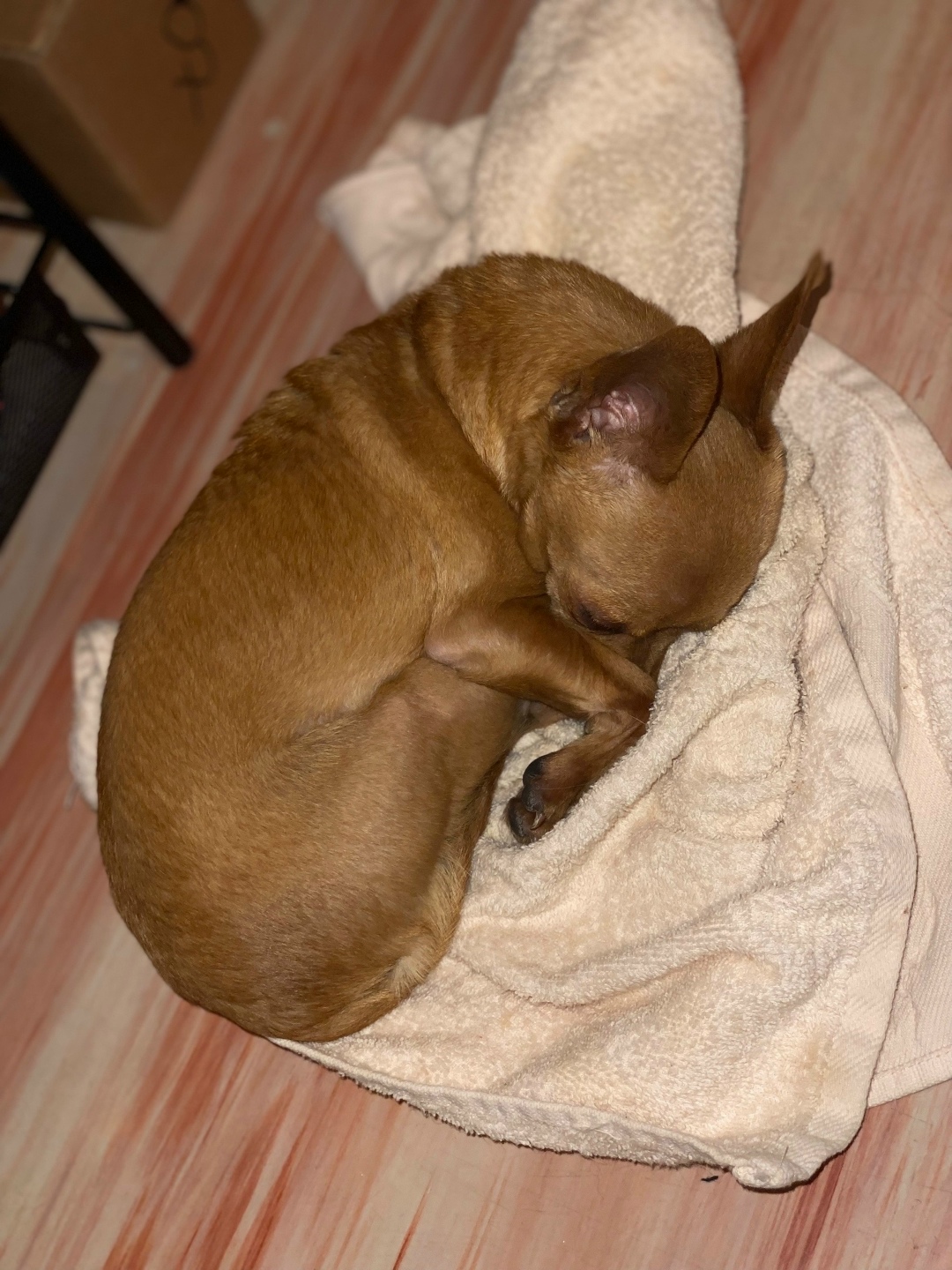 Найдена собака в Старом Осколе — фото объявления