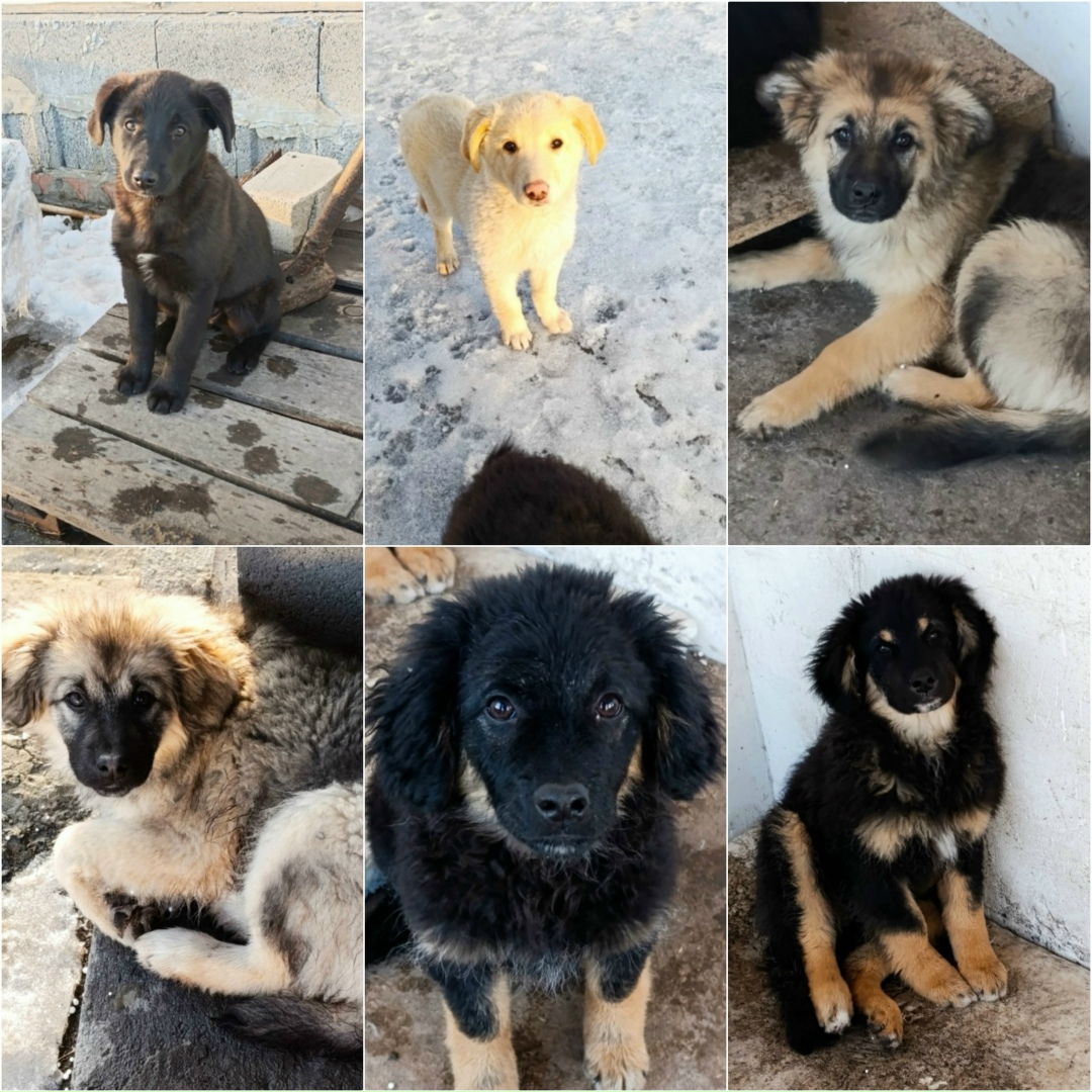 Найдена собака в Старом Осколе — фото объявления