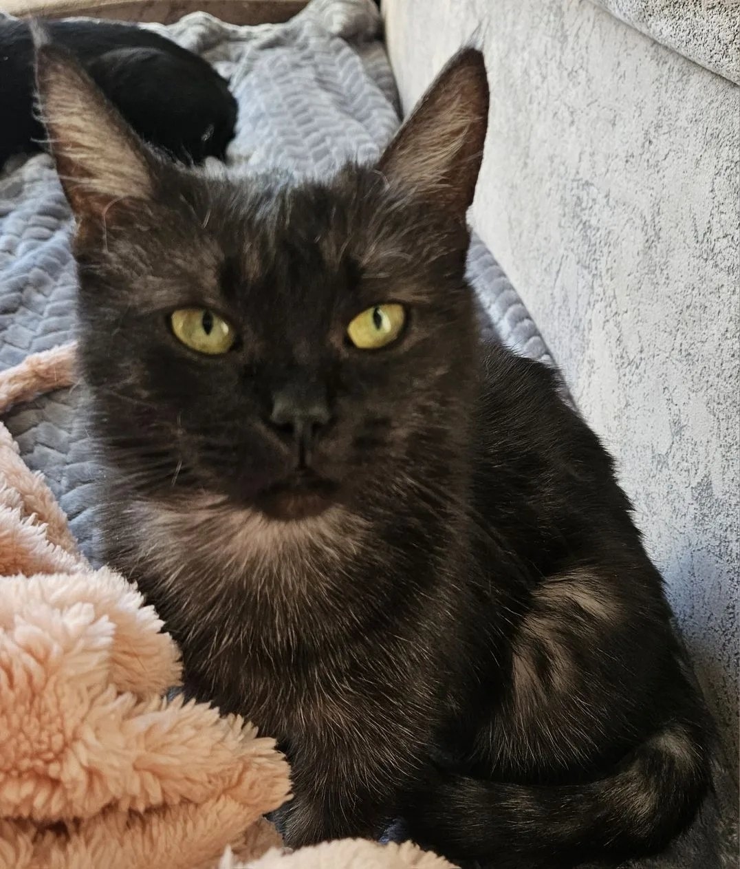 Найдена собака в Старом Осколе — фото объявления