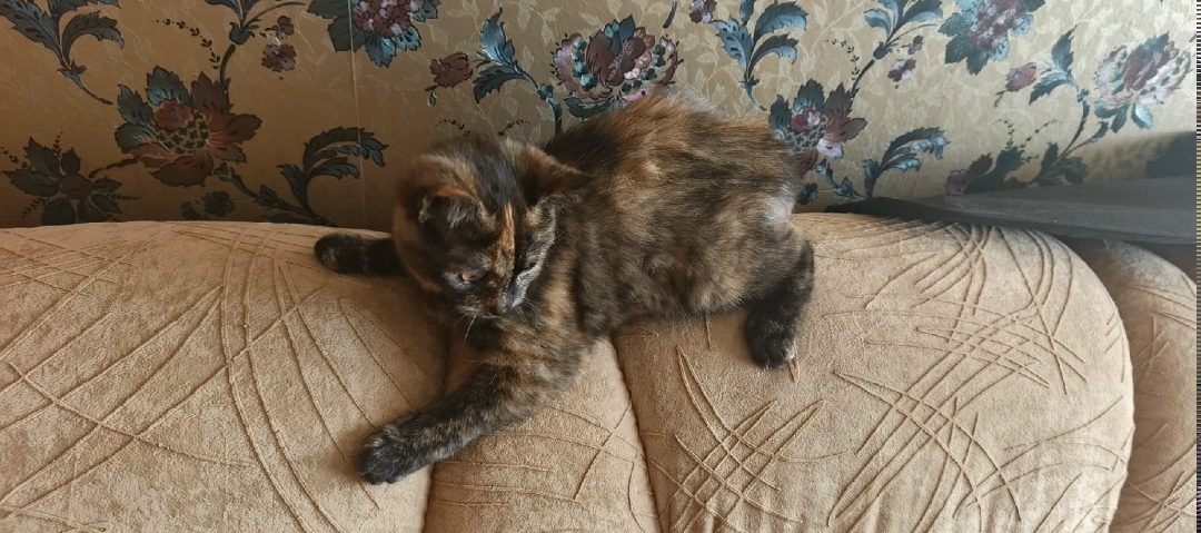 Найдена кошка в Старом Осколе — фото объявления