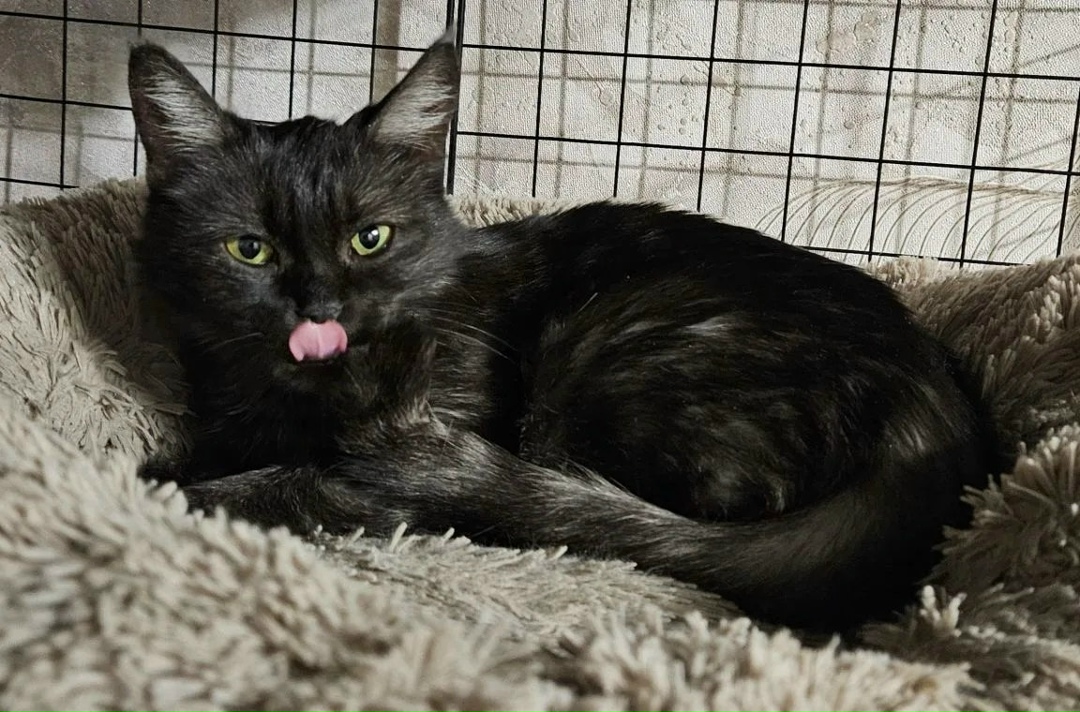 Найдена собака в Старом Осколе — фото объявления