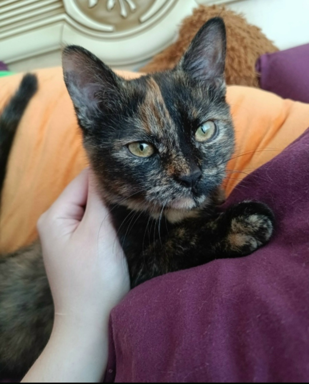 Найдена кошка в Старом Осколе — фото объявления