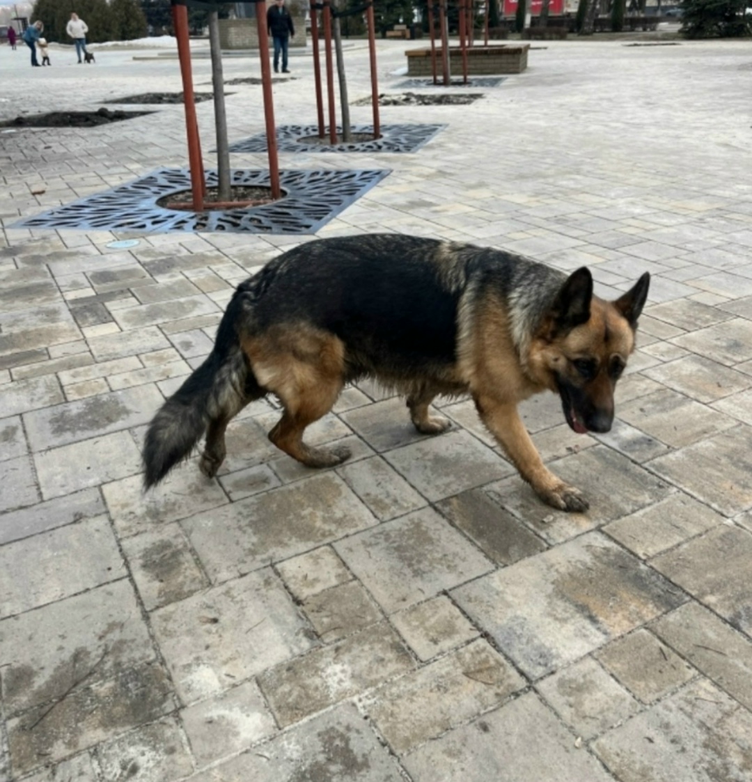Найдена собака в Старом Осколе — фото объявления
