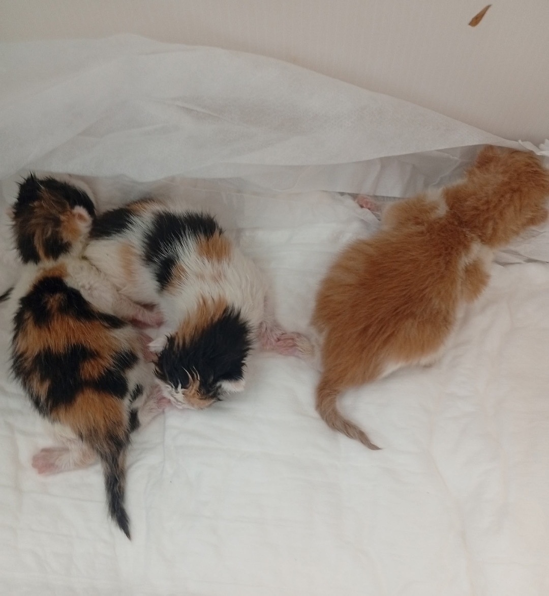 Найдена кошка в Старом Осколе — фото объявления