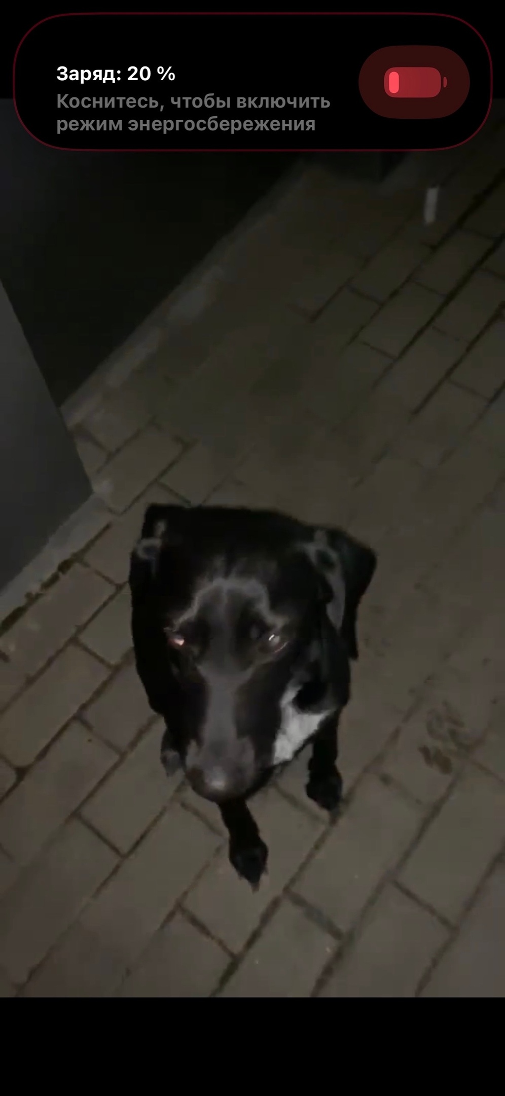 Найдена собака в Старом Осколе — фото объявления