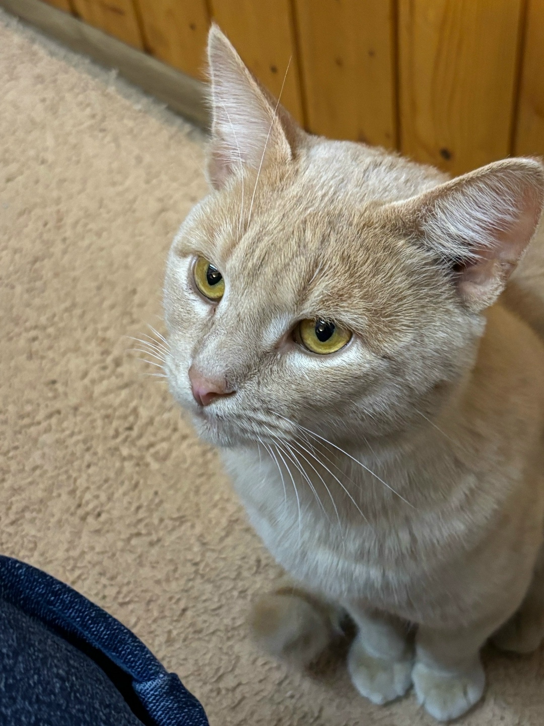 Найдена кошка в Старом Осколе — фото объявления