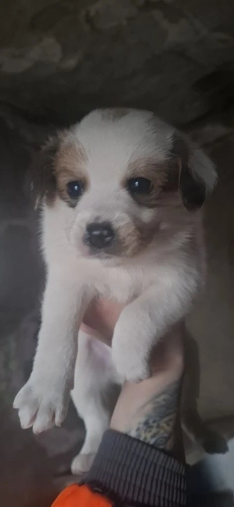 Найдена собака в Старом Осколе — фото объявления