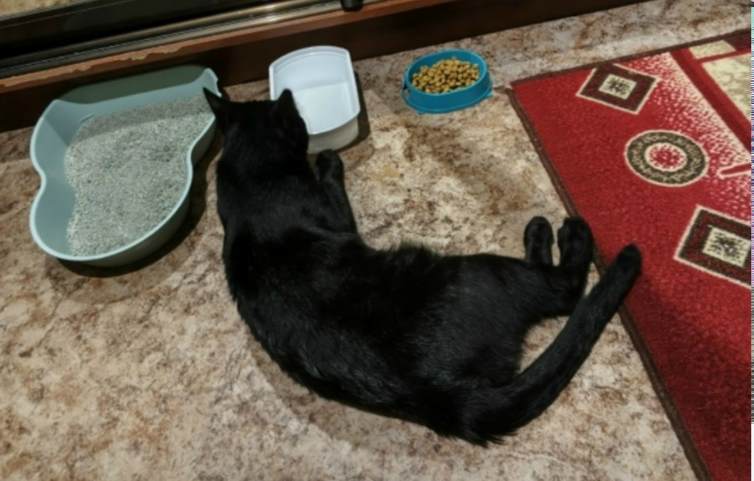 Найдена кошка в Старом Осколе — фото объявления