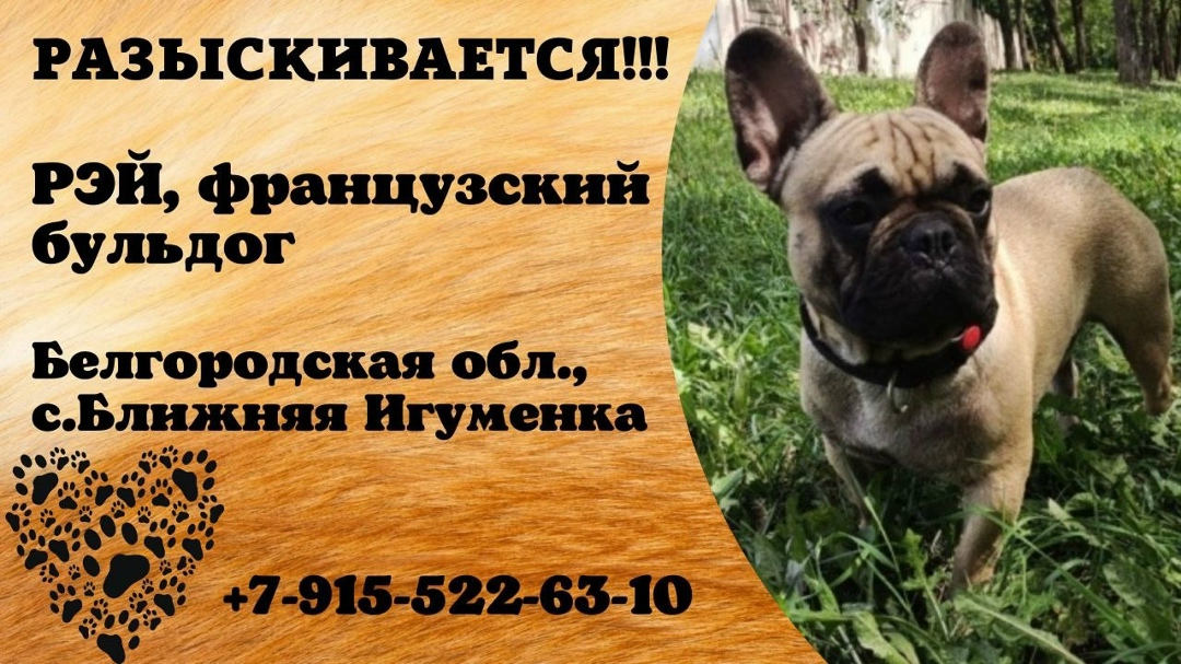 Пропала собака в Старом Осколе — фото объявления