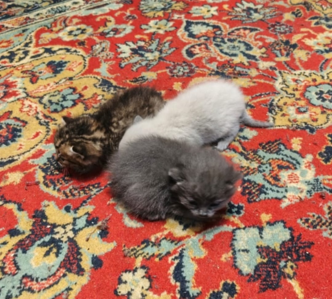 Найдена кошка в Старом Осколе — фото объявления