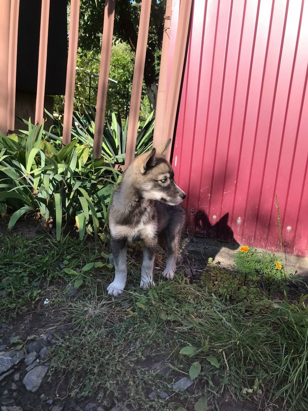 Пропала собака в Старом Осколе — фото объявления