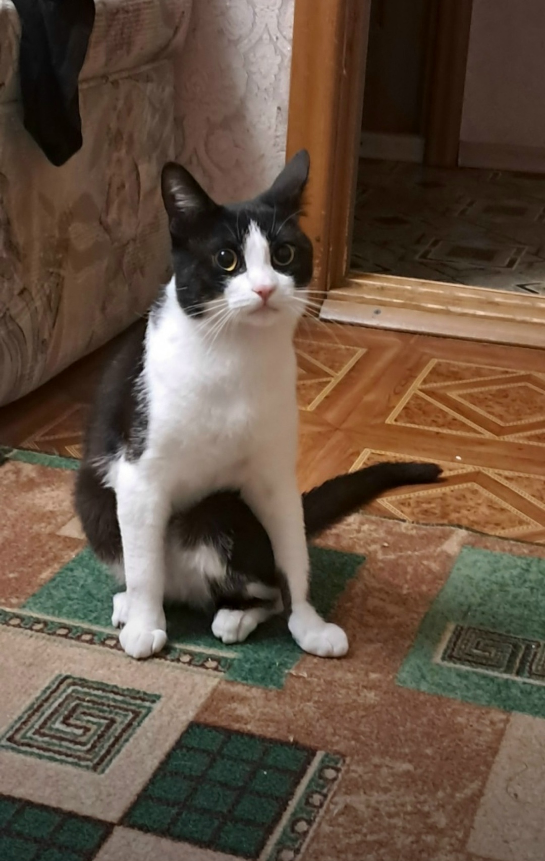 Пропала кошка в Старом Осколе — фото объявления