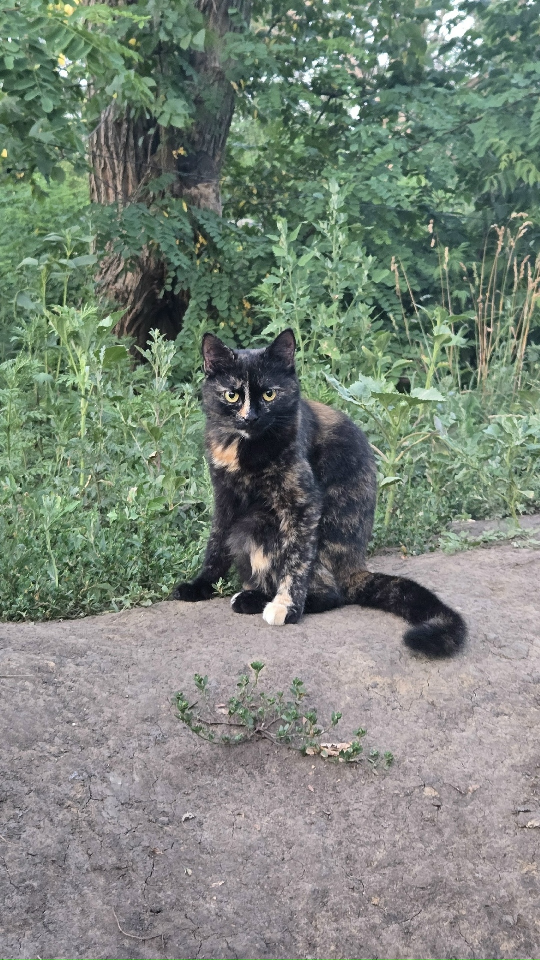 Пропала кошка в Старом Осколе — фото объявления