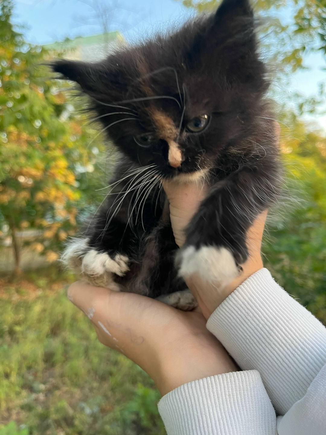 Найдена кошка в Старом Осколе — фото объявления