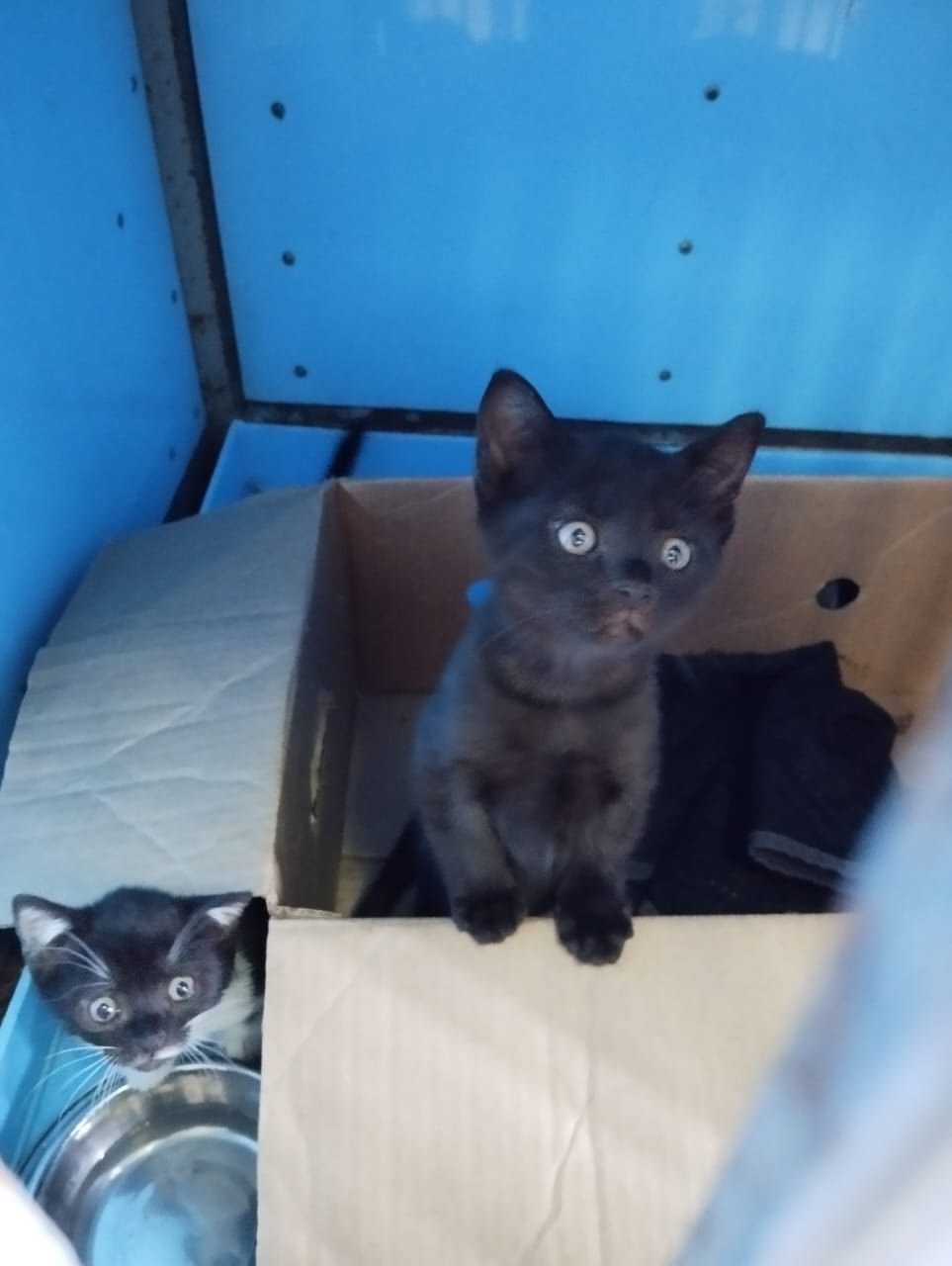 Найдена собака в Старом Осколе — фото объявления