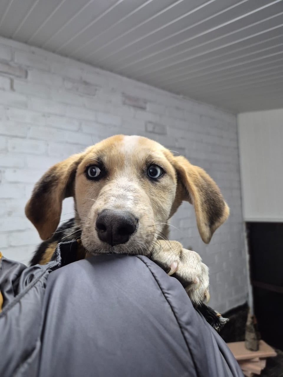 Найдена собака в Старом Осколе — фото объявления