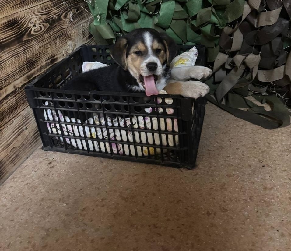 Найдена собака в Старом Осколе — фото объявления