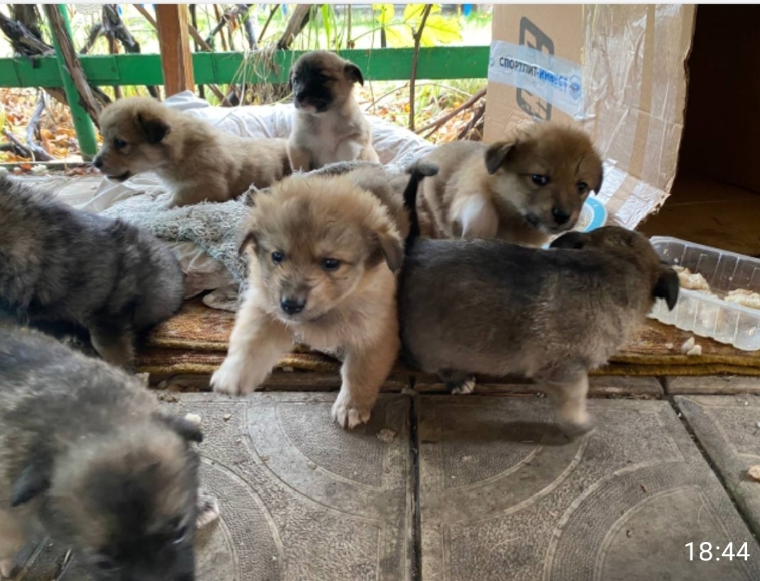 Найдена собака в Старом Осколе — фото объявления