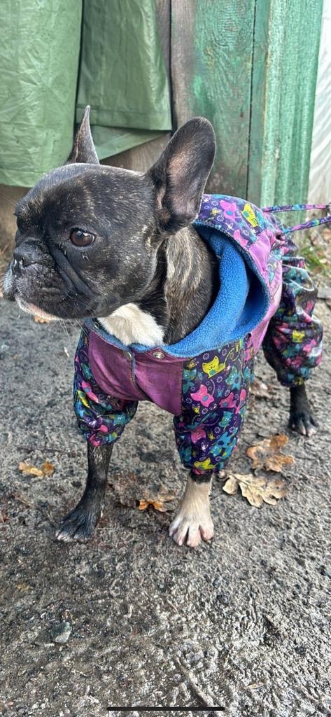 Найдена собака в Старом Осколе — фото объявления