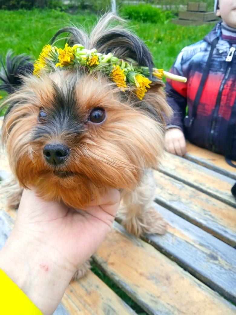 Пропала собака в Старом Осколе — фото объявления