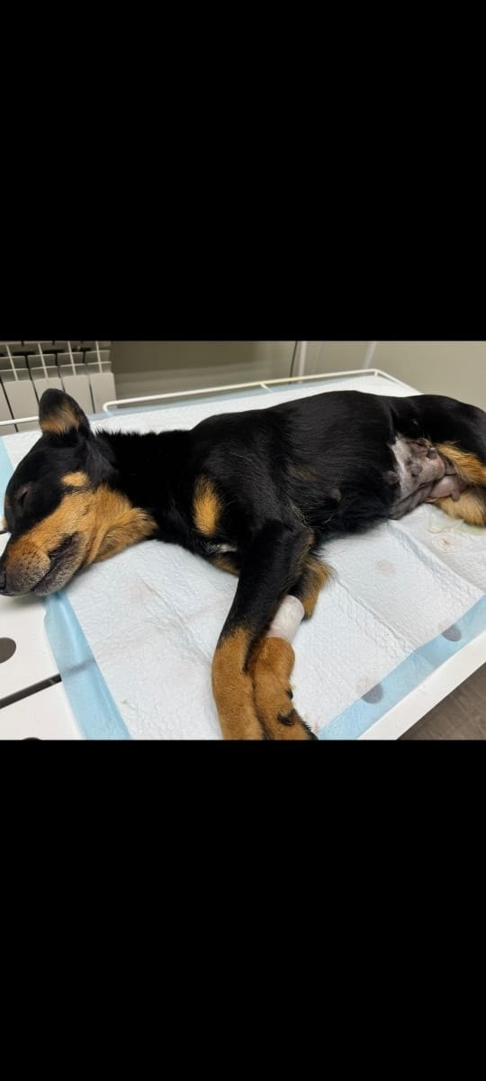 Найдена собака в Старом Осколе — фото объявления