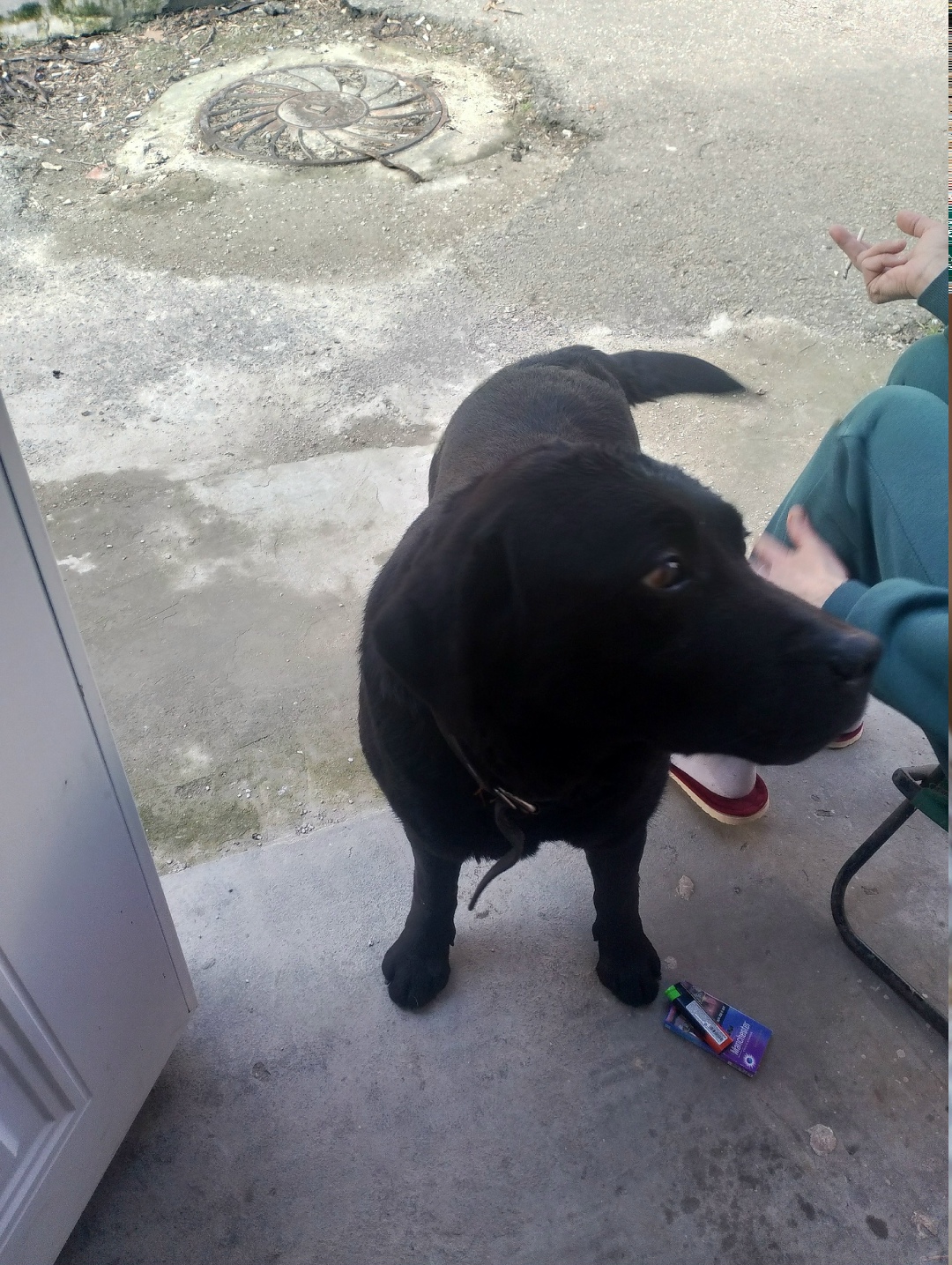 Найдена собака в Геленджике — фото объявления