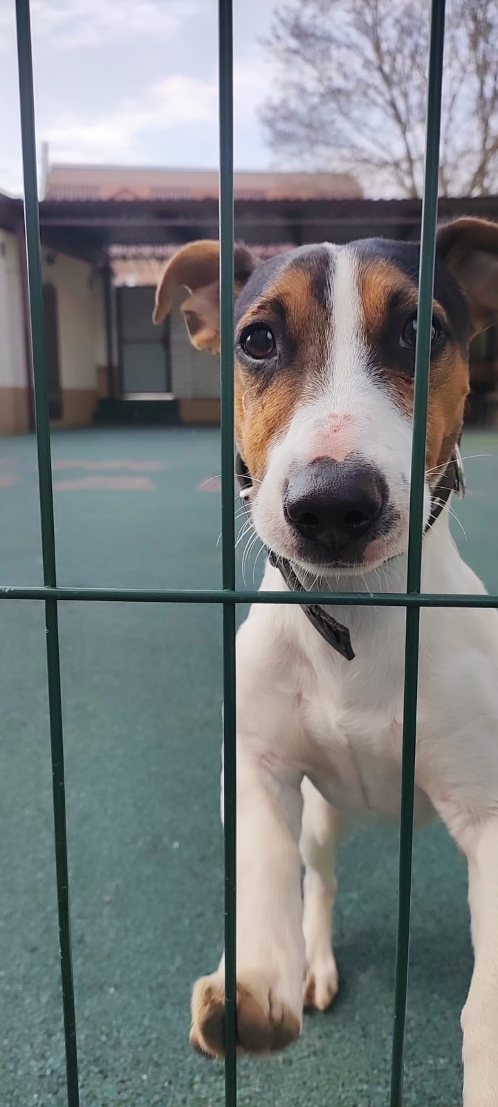 Найдена собака в Геленджике — фото объявления