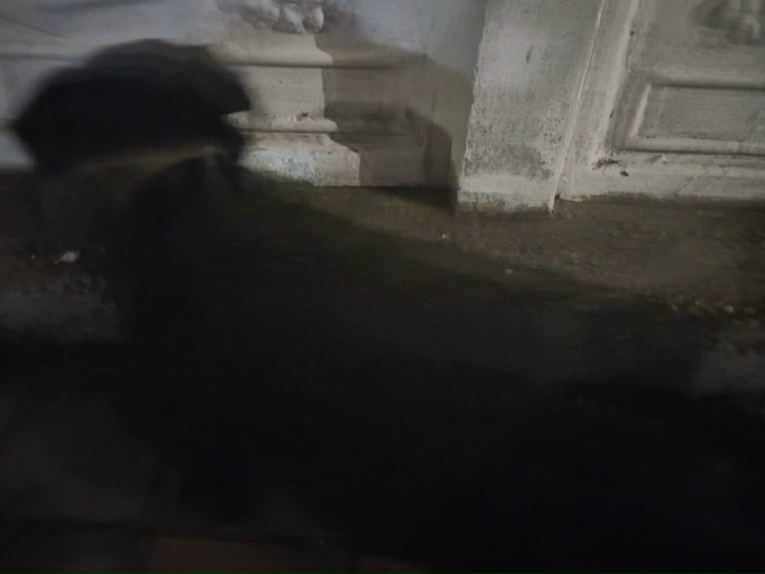 Найдена собака в Геленджике — фото объявления