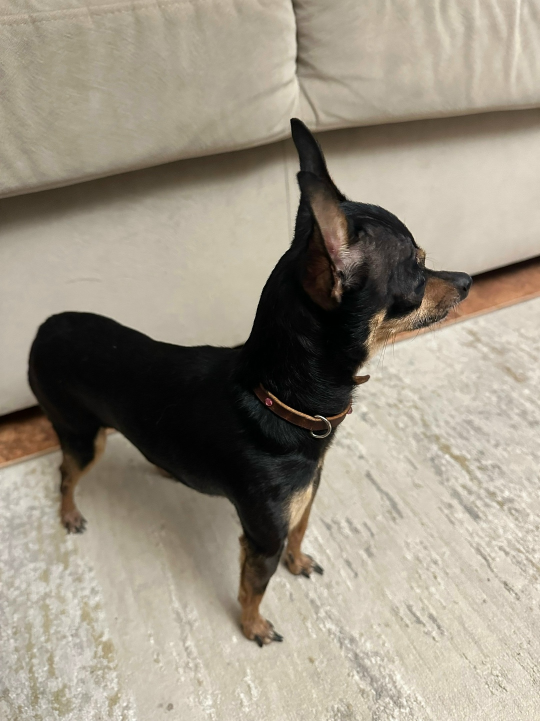 Пропала собака в Геленджике — фото объявления