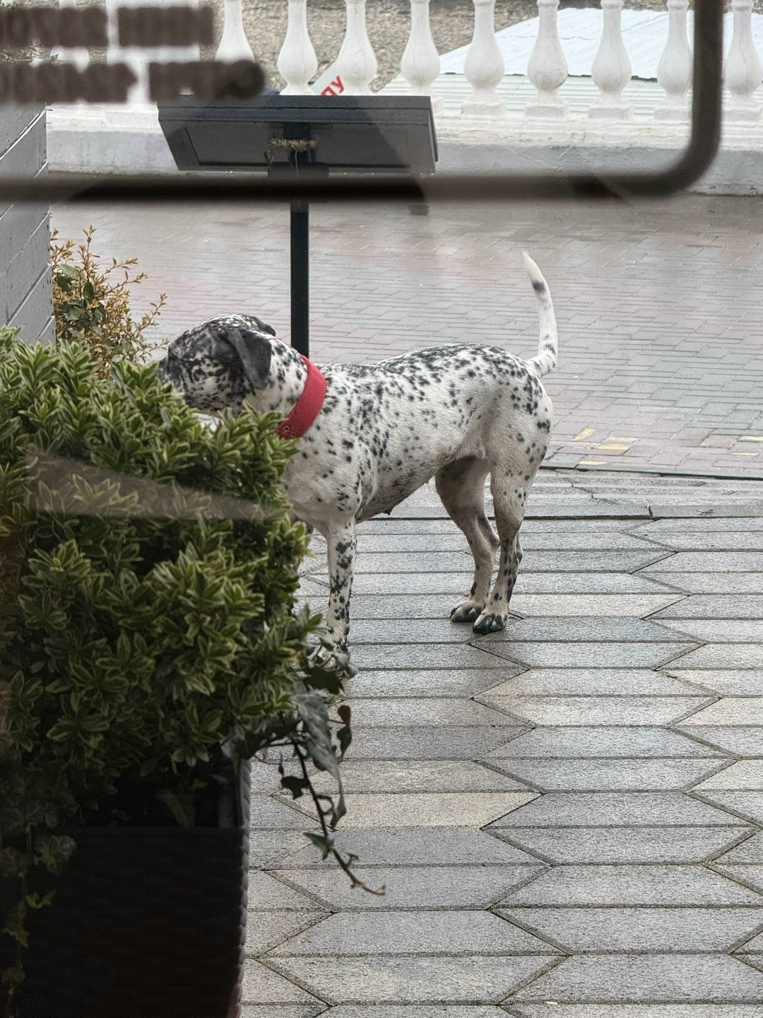 Найдена собака в Геленджике — фото объявления