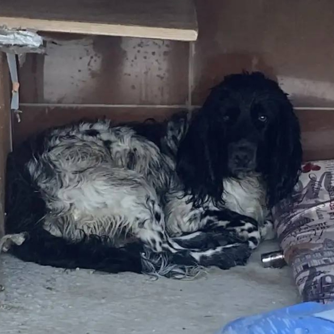 Найдена собака в Геленджике — фото объявления