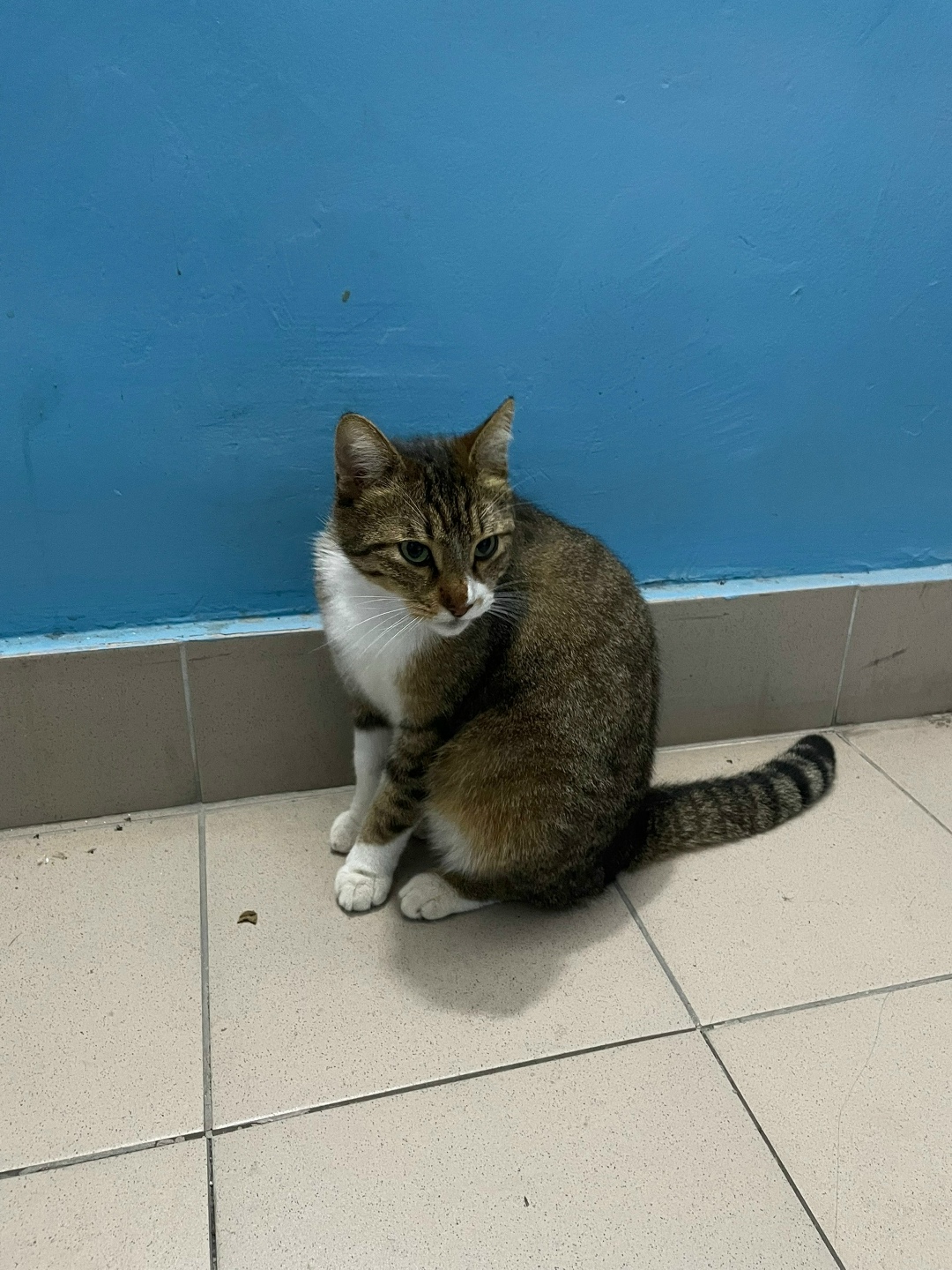 Найдена кошка в Геленджике — фото объявления