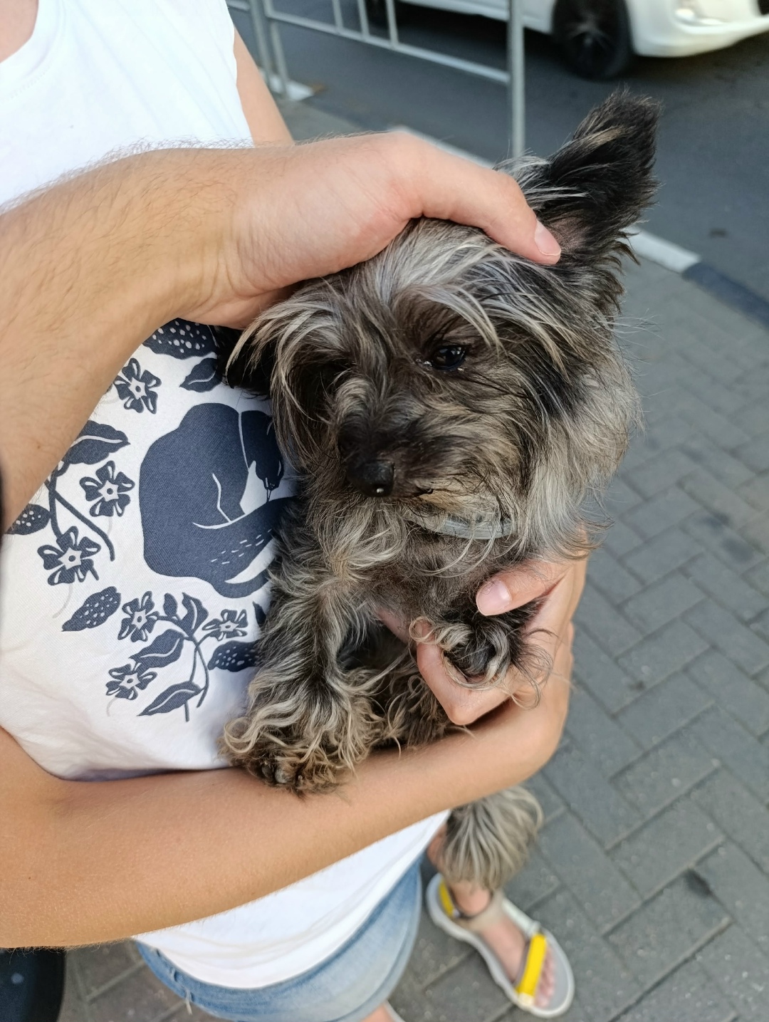 Найдена собака в Геленджике — фото объявления