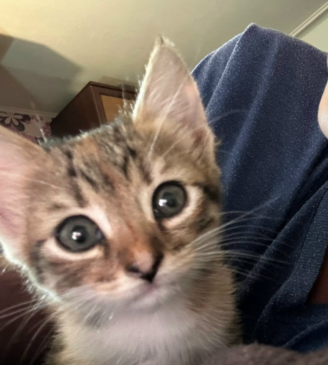 Найдена кошка в Геленджике — фото объявления