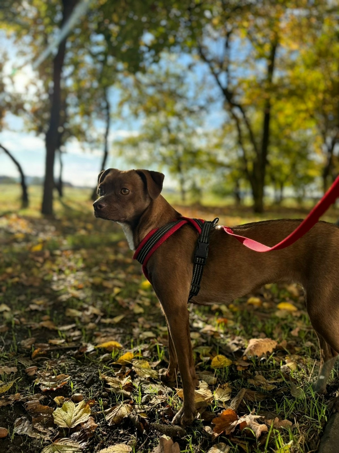 Найдена собака в Геленджике — фото объявления