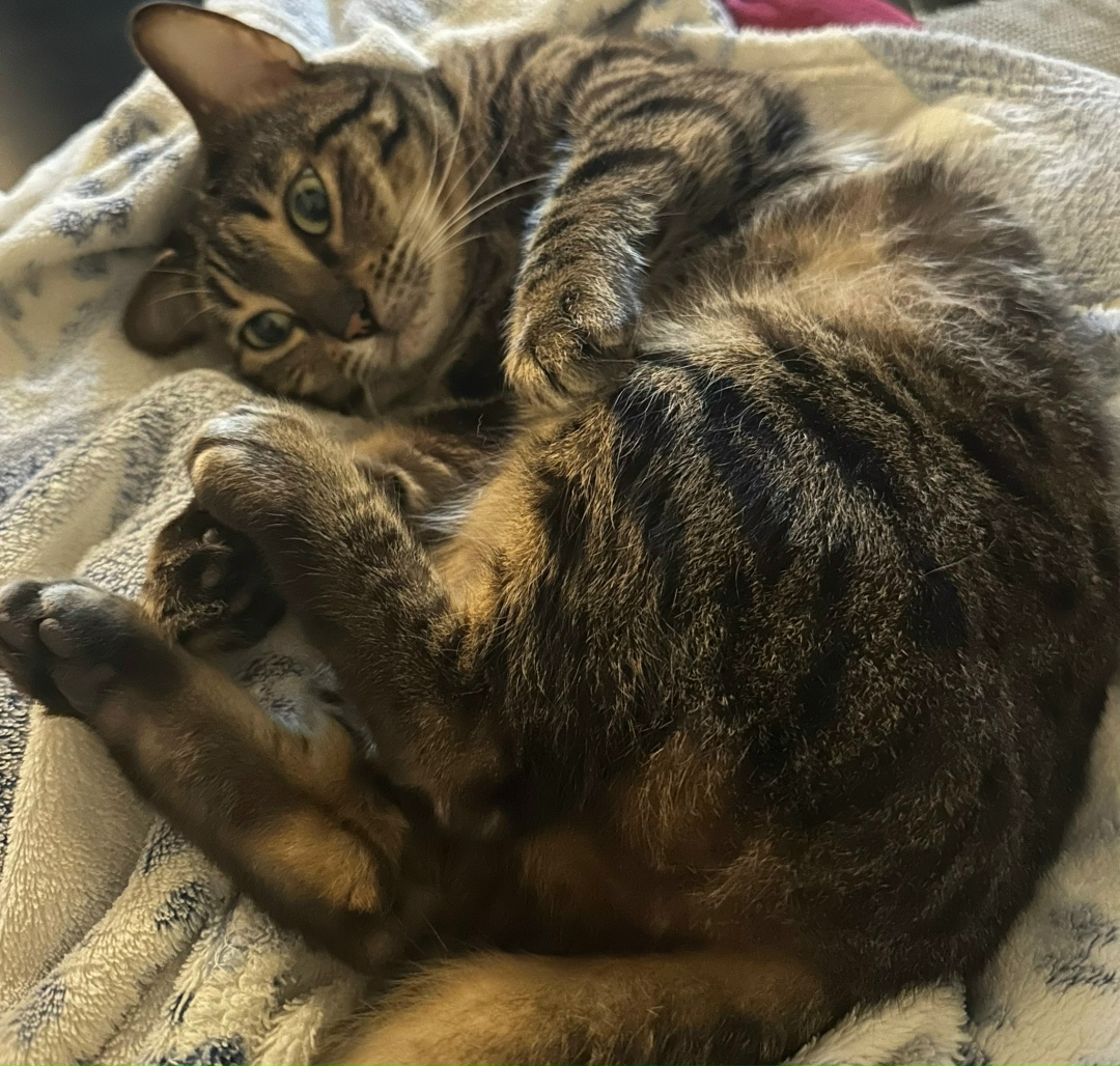 Пропала кошка в Геленджике — фото объявления