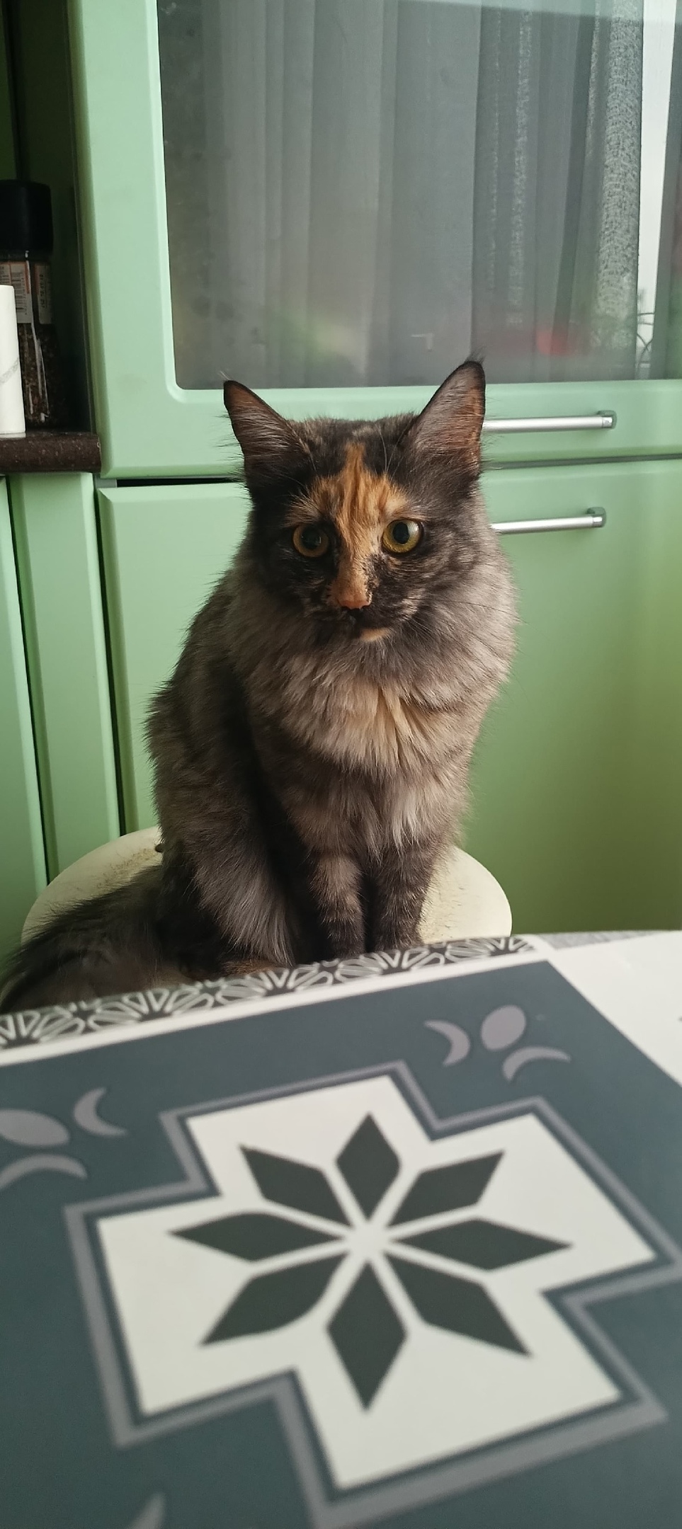 Пропала кошка в Геленджике — фото объявления